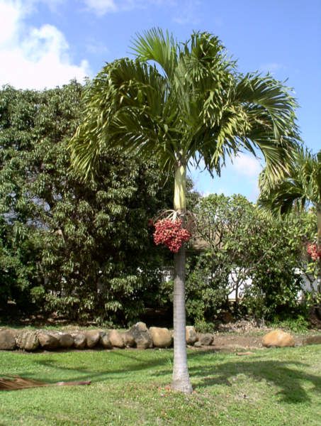 Manila palm, or Christmas palm (Veitchia merrillii). Foxtail Palm, Tropical Backyard Landscaping, Mexican Architecture, Tropical Backyard, Tree Species, Flora And Fauna, Tropical Plants, Palm Tree, Backyard Landscaping