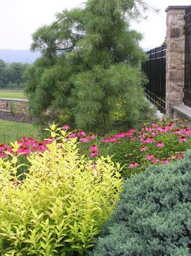 View southward featuring chartreuse Deutzia, Blue Star Juniper, Purple Cone Flower and Weeping White Pine. The contrasts yielded through color & texture offer season-long interest and intrigue in this planting palette. Open Concept Paint Colors, Weeping White Pine, Purple Cone Flower, Juniperus Squamata, Blue Star Juniper, Plant Border, Bethlehem Pennsylvania, Cabin Garden, Miniature Cottage