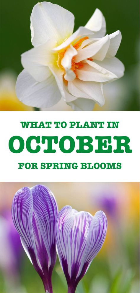 Now is the ideal time to plant the best perennial flower bulbs! These fall-planted bulbs guarantee a stunning display next spring and early summer. Perfect for beginners and experienced gardeners, they are easy to grow with minimal effort. Get your garden ready now and enjoy vibrant blooms when the season changes. #fallplanting #flowerbulbs #tulips #hyacinth #crocus #anemone #ranunculus #muscari #daffodil #fritillaria #allium #flowergardening #gardeningideas #plantingbulb #springflowers What To Plant In October, Spring Bulbs Garden, Perennial Flower, Spring Garden Flowers, Best Perennials, Flower Bulbs, Spring Flowering Bulbs, Garden Bulbs, Spring Plants