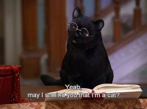 Sabrina Cat, Salem Saberhagen, Salem Cat, Sabrina The Teenage Witch, Sassy Cat, Sabrina Spellman, Tv Show Quotes, After 3, Cat Quotes