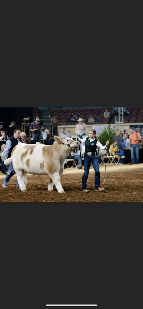 Steer Showing, Showing Steers, Cow Showing, Show Sheep, Show Heifer, Showing Cattle, Livestock Judging, Show Steers, Show Cows