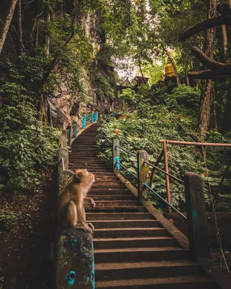 The Tiger Cave Temple Krabi is one of the must things to do. The sacred temple and amazing views on top of the mountain after the Tiger Cave temple hike are worth the effort. Read here everything you need to know about Tiger Cave Temple Krabi! #thailand #travelphotography #krabi #traveltips Monkey Trail Krabi, Tiger Cave Temple Krabi, Southeast Asia Aesthetic, Thailand Hiking, Temples Aesthetic, Tiger Temple Thailand, Thailand Attractions, Thailand Tiger, Tiger Aesthetic