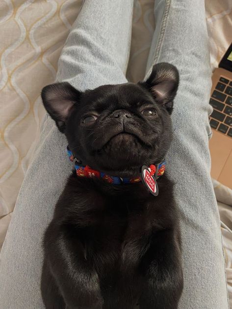 Black French Bulldog Aesthetic, Black Pug Aesthetic, Silly Animal Pictures, Small Pug, Black Pugs, Pug Clothes, Fluffy Critter, Black Pug Puppies, Cute Pug Puppies