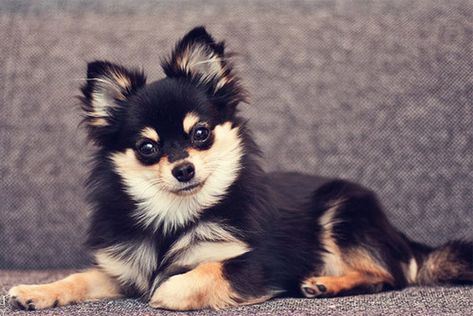 Pomeranian Chihuahua Mix – Meet the Adorable Pomchi - My Dog's Name Pomchi Dogs, Chug Dog, Chihuahua Mix Puppies, Pomeranian Chihuahua Mix, Pomeranian Chihuahua, Pomeranian Mix, Dog Mixes, Cute Chihuahua, Purebred Dogs