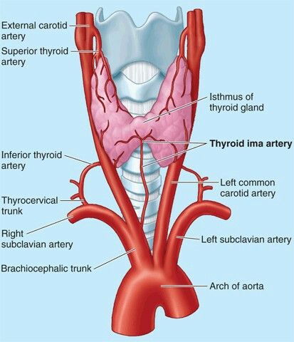 Arterial supply of the thyroid gland Thyroid Gland Anatomy, Arterial System, Anatomy Of The Neck, Medical Laboratory Science Student, Emt Study, Vascular Ultrasound, Sistem Saraf, Nursing School Essential, Medical School Life