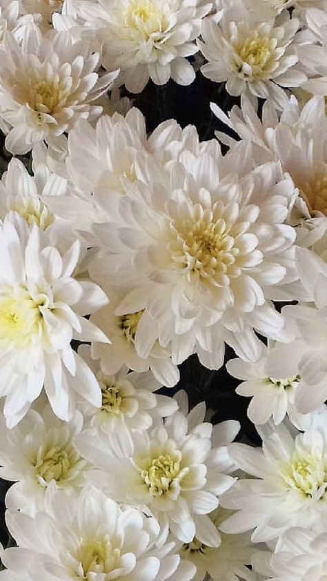 White Chrysanthemum Flower Aesthetic, Chrysanthemum Flower Aesthetic, White Chrysanthemum Flower, Bright Red Flowers, Spider Mums, White Chrysanthemum, Quiet Elegance, Mums Flowers, Flowers For Sale