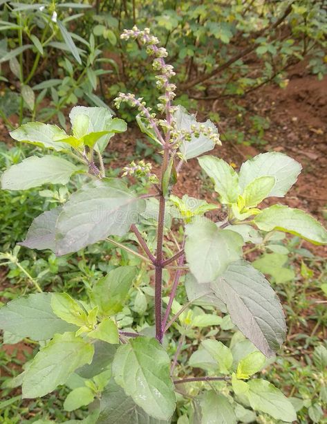 Tulsi Plant Drawing, Holy Basil Tea Benefits, Tulsi Basil, Holy Basil Benefits, Holy Basil Tincture, Ocimum Tenuiflorum, Basil Plant, Holy Basil, Great King