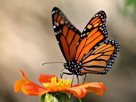 Migrating Monarch Butterfly by donsutherland1, via Flickr Photo Papillon, Butterfly House, Butterfly Photos, Butterfly Pictures, Butterfly Kisses, Airbrush Art, Butterfly Painting, Butterfly Wallpaper, Butterfly Garden