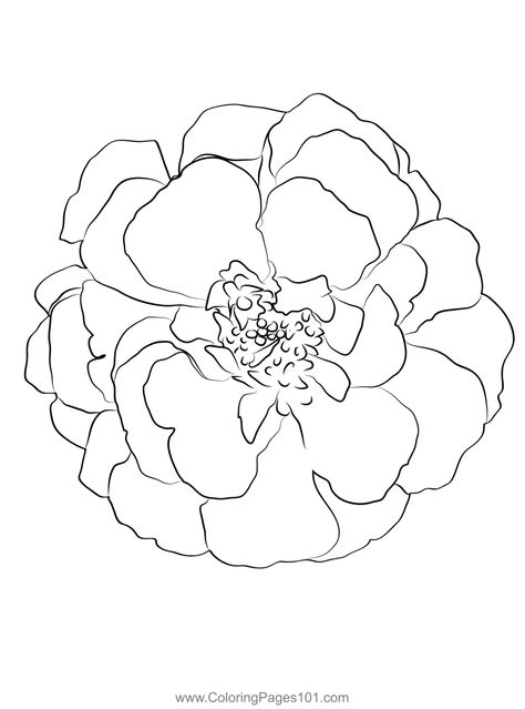 Marigold Coloring Page Marigold Sketch Simple, Easy Marigold Drawing, Drawing Marigold Flowers, Marigold Tattoo Outline, Marigold Flower Drawing Simple, Marigold Outline Tattoo, Draw Marigold Flower, Marigold Line Art, Marigold Doodle