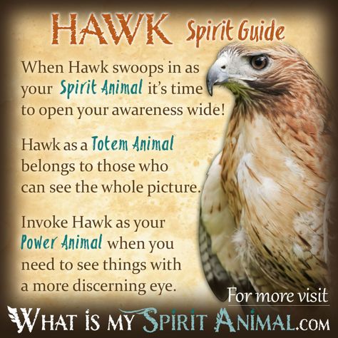 Hawk Spirit Totem Power Animal Symbolism Meaning 1200x1200 Hawk Symbolism, Native American Animal Symbols, Hawk Spirit Animal, Hawk Spirit, Animal Totem Spirit Guides, Native American Animals, Symbolism Meaning, Spirit Animal Meaning, Animal Meanings