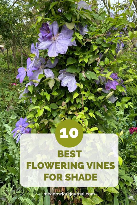 purple clematis flowering vine for shade Clematis For Shade, Vines For Shade, Shade Loving Plants, Hydrangea Vine, Autumn Clematis, Growing Vines, Potato Vines, Trumpet Vine, Plant Guide