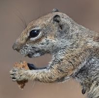 Homemade Squirrel Food - Loving Backyard Squirrels Homemade Squirrel Food Recipes, Homemade Squirrel Food, Squirrel Food Diy, Feeding Squirrels, Squirrel Feeder Diy, Critter Crafts, Squirrel House, Animal Tips, Horticulture Therapy