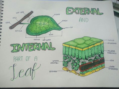 Sketch/Drawing Deforestation Sketch, Leaf Anatomy Diagram, Internal Structure Of A Leaf, Leaf Observation Sheet, Structure Of A Leaf, Leaf Structure Biology, Leaf Drawing, Sketch Drawing, Drawing Sketches