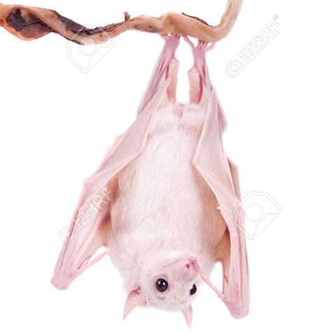 Albino Geoffrey's rousette fruit bat Albino Fruit Bat, Painting Mood, Fruit Bat, Pretty Animals, Creature Art, Monster High, Beautiful Creatures, Supernatural, Bat