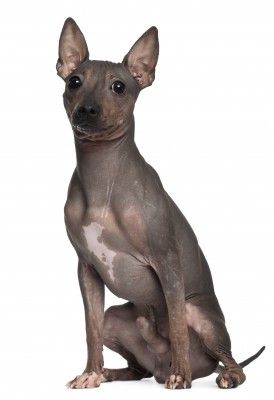 American Hairless American Hairless Terrier Puppies, Hairless Animals, Hairless Dogs, American Hairless Terrier, Hairless Terrier, Dog Types, Lovers Tattoo, Dog Marketing, English Dogs