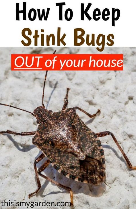 How To Repel Stink Bugs, How To Get Rid Of Stink Bugs In House, Stink Bugs How To Get Rid Of, Stink Bugs In House, Stink Bug Spray, Stink Bug Killer, Stink Bug Repellent, Stink Bug Trap, Bug Spray Recipe