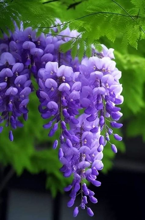 Wisteria Plant, Nice Background, Wisteria Tree, Purple Wisteria, Very Beautiful Flowers, Lovely Flowers Wallpaper, Flowers Petals, Flower Art Images, Unique Trees