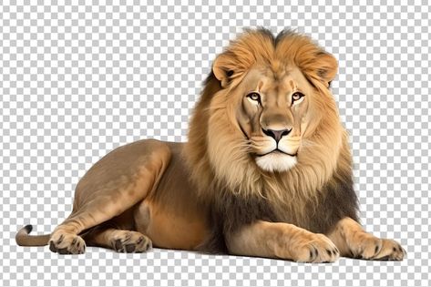 Image Of Lion, Lion Photos, Lion Background, Lion Image, Animals Background, Lion Png, Lion Photo, Cartoon Maker, Horse Stencil