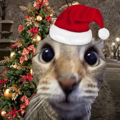 Christmas Cat Profile Picture, Cat Christmas Meme, Christmas Kitty Pfp, Christmas Cat Pictures, Merry Christmas Pfp, Profile Picture Christmas, Christmas Discord Pfp, Christmas Icon Pfp, Christmas Wallpaper Cat