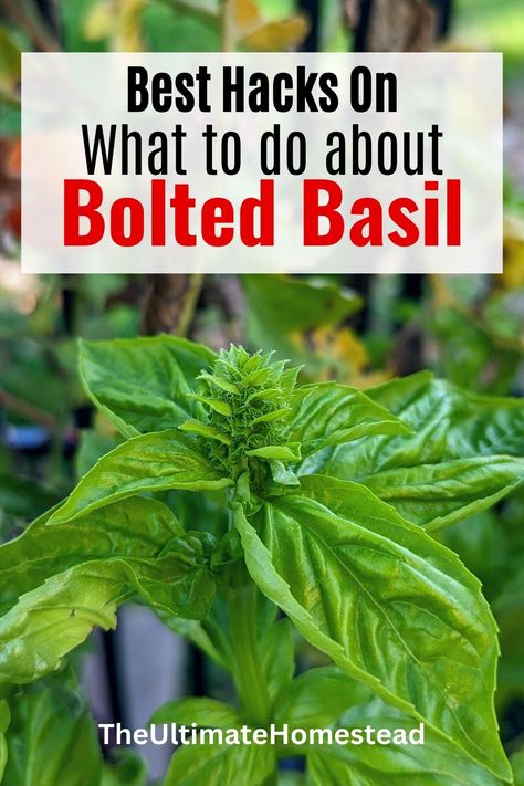 Learn the best tips on how to prolong the life of bolting basil, what to do when your basil has bolted, how to keep basil from bolting, the important facts about basil, and why basil is bolting. All at The Ultimate Homestead. Click for this and more! #what to do with flowering basil #why is my basil flowering #how to keep basil from flowering What To Do With Excess Basil, What To Do With Extra Basil, Basil Flowers What To Do With, What To Do With Basil From Garden, What To Do With Basil, How To Pick Basil, How To Trim Basil, Windowsill Herbs, Propagate Basil