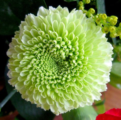 Green Dahlia Flowers | Green Dahlia Green Dahlia, Flower Pot Cake, White Flowers Garden, Samsung Digital Camera, Quince Decorations, Beautiful Flowers Images, Making A Bouquet, Victorian Flowers, Dahlia Flower