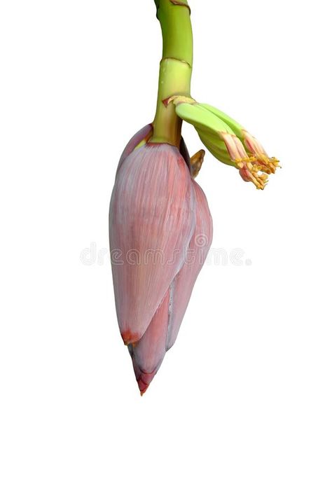 Banana blossom . Banana blossom on white background , #AFF, #blossom, #Banana, #background, #white #ad Banana Background, Banana Blossom, Banana Flower, Background White, Background Illustration, Stock Illustration, White Background, Blossom, Stock Photos