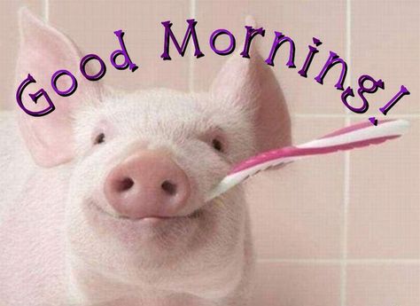 Good morning #quote #pig | Cute baby pigs, Baby pigs, Cute piglets Cute Happy Quotes, Good Morning Smiley, Good Morning Funny Pictures, Cute Piglets, Cute Ducklings, Pig Stuff, Good Morning Quote, Morning Quote