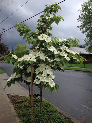 Venus Dogwood Tree, Venus Dogwood, Seattle Garden, Dream Garden Backyards, Front Lawn Landscaping, River Rock Garden, Backyard Covered Patios, Dogwood Tree, Street Trees