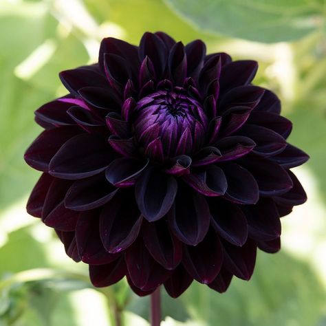 Buy ball dahlia Dahlia 'Jowey Midnight' Ball Dahlia, Purple Dahlia, Goth Garden, Gothic Garden, Purple Garden, Black Garden, Dahlia Flower, Pretty Plants, Black Flowers