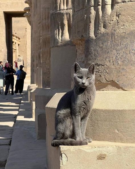 Egypt Cat, Egypt Aesthetic, Egyptian Beauty, Egyptian Cat, 1000 Years, Cat Breed, Egypt Travel, Old Cats, Working Hard