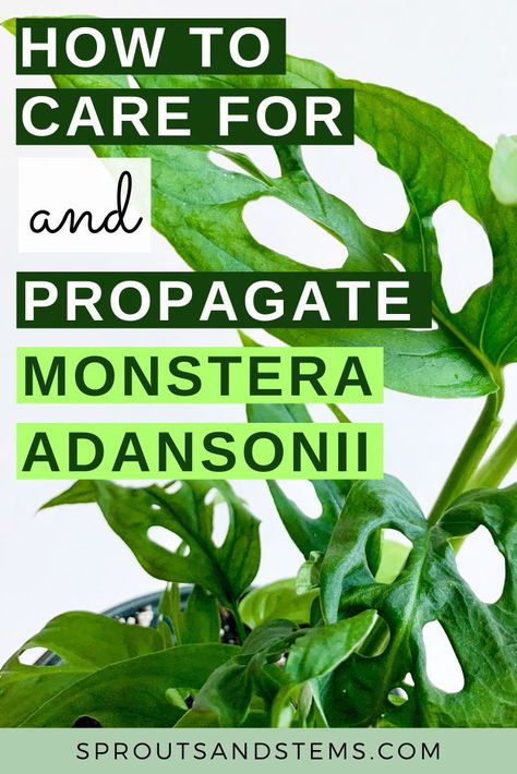 Monstera Adansonii Care, Propagate Monstera, Monstera Deliciosa Care, Monstera Plant Care, Houseplant Collection, Houseplant Care, Monstera Adansonii, Swiss Cheese Plant, Inside Plants