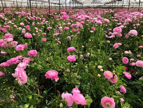 Grow Ranunculus, Ranunculus Garden, Dinner Centerpieces, Spring Crops, Gardening Zones, Ranunculus Flowers, Flower Farmer, Shade Cloth, Growing Flowers