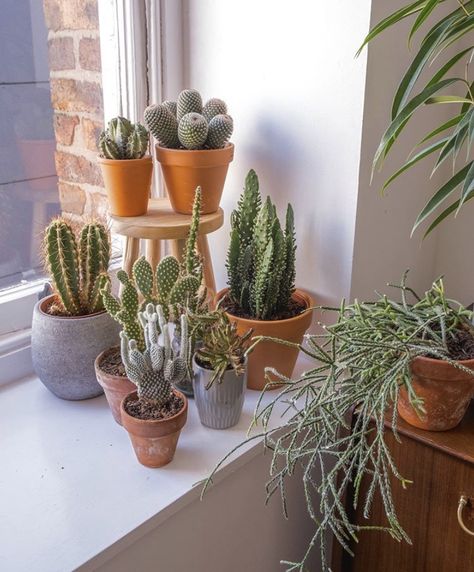 Cactus In Bedroom, Cactus Indoor, Office Desk Table, Plant Goals, نباتات منزلية, Artificial Potted Plants, Cactus Decor, Plant Decor Indoor, Plant Aesthetic