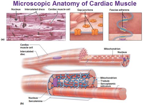 Anatomy Of The Heart, Muscle Cell, Cardiac Muscle Cell, Bowen Technique, Gap Junction, Cardiac Muscle, Muscular System Anatomy, Tissue Biology, Cell Function