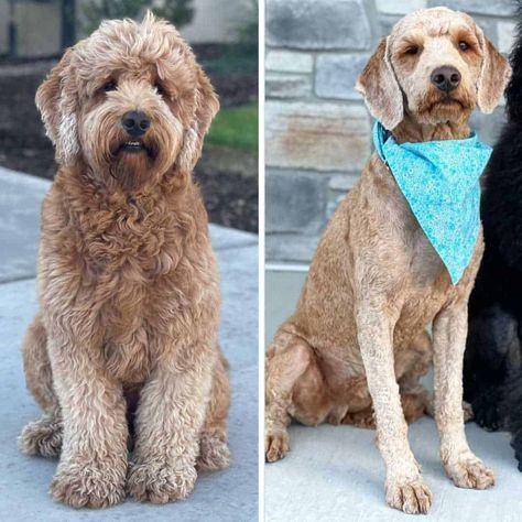 Shaved Goldendoodle Haircut, Shaved Goldendoodle, Teddy Bear Goldendoodle, Goldendoodle Haircuts, Goldendoodle Grooming, Grooming Ideas, Haircuts To Try, Poodle Cuts, Puppy Coats