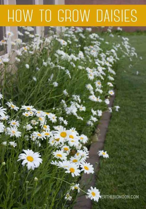 Tips for Growing A Daisy Garden How To Grow Daisy Flower, Shasta Daisy, Daisy Garden, Drought Resistant Plants, Big Moon, Organic Vegetable Garden, Garden Compost, Growing Roses, 1st Year