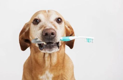 #dog teeth cleaning near me #dog oral health #dog dental care #pet dental care Tartar Teeth, Pet Dental Care, Best Dental Implants, Dog Toothpaste, Dental Hospital, Dental Braces, Dog Teeth Cleaning, Dog Dental Care, Dental Cleaning