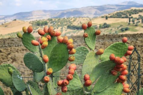 Edible Cactus Plants, How To Plant Prickly Pear Cactus, Edible Cactus, Prickly Pear Cactus Landscape, Eastern Prickly Pear Cactus, Types Of Cactus, Cactus Recipe, Prickly Pear Cactus Flower, Cactus Pears