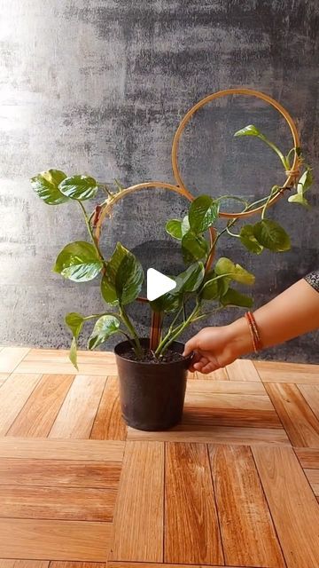 HousePlantParadise on Instagram: "Beautiful DIY for your #pothos! It’s such a great way to spice up plants and provide trellis support! Tag a friend who should try this 💚 📸: @flowerlovers2022   #trellis #pothos #plants #houseplants #gardening #diy" Diy Plant Support Indoor, Pothos Plant Decor, Wall Plants Indoor, Houseplant Trellis, Pothos Vine, Indoor Plant Trellis, Plant Stands Outdoor, Creative Flower Arrangements, Money Plant