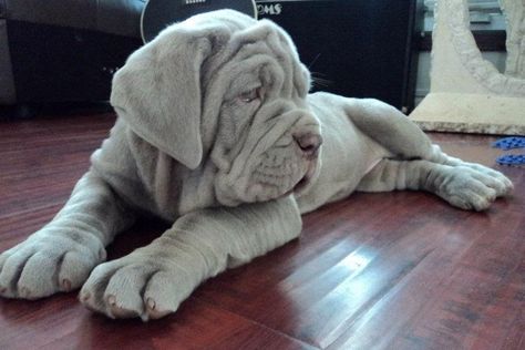 Neapolitan Mastiff Chien Cane Corso, Mastiff Puppy, Neapolitan Mastiff, Mastiff Breeds, Giant Dog Breeds, Mastiff Puppies, Purebred Dogs, Cane Corso, Jolie Photo