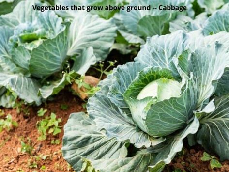 19 Vegetables that Grow Above Ground [with pics] - Learn Along with Me Growing Cabbage, Herbs For Chickens, Southern Fried Cabbage, Boiled Cabbage, Making Sauerkraut, Cabbage Plant, Cabbage Seeds, Fermented Cabbage, Pak Choi