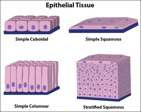 "Epithelial tissue is composed of tightly connected cells arranged in one or more layers. Epithelial tissues covers the whole surface of the body (it's your skin!) as well as lining all cavities and forming glands. Epithelial tissues as many functions including protection, sensation, diffusion, secretion, absorption and excretion."  http://www.hartnell.edu/tutorials/biology/tissues.html Epithelial Tissue, Nursing School Prep, Tissue Biology, Integumentary System, High School Biology, Human Anatomy And Physiology, Biology Notes, Medical Anatomy, Anatomy Study