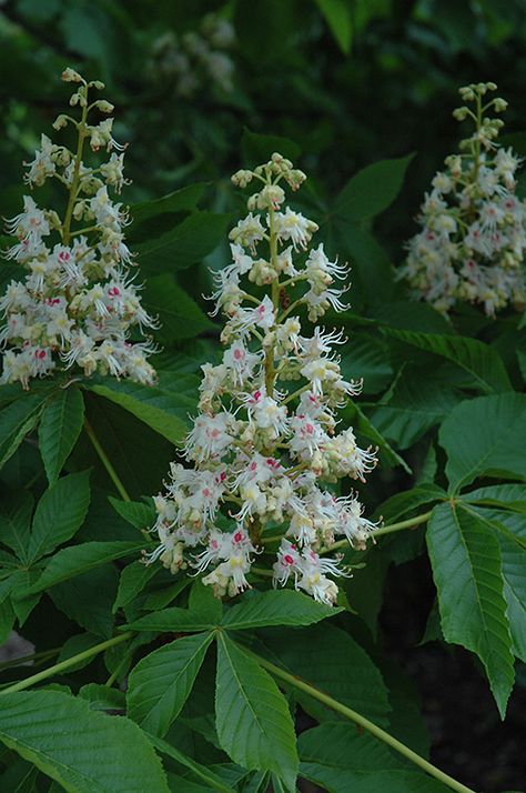 Horse Chestnut Plant - Seeds, leaves, bark, and flowers have been used medicinally for many centuries. The raw plant materials are toxic unless processed. Chestnut Flower, Dundas Ontario, Horse Chestnut, Chestnut Trees, Chestnut Horse, Deciduous Trees, Planting Seeds, Nurseries, Delaware