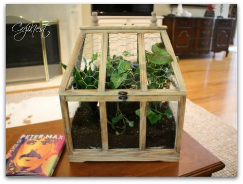 Cat-proof houseplants Cat Proof Decorations, Cat Proof Plant Stand, Cat Proof Plant Display, Boston Apartment Decor, Boston Apartment, Cat Proofing, Garden State, Diy Pots, Bedroom Plants