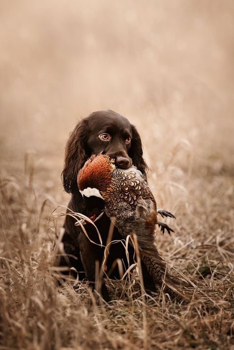 Pheasant Farm, Working Spaniel, Duck Hunting Dogs, Hunting Photography, Hunting Dogs Breeds, Boykin Spaniel, Working Cocker, Hunting Art, Pheasant Hunting