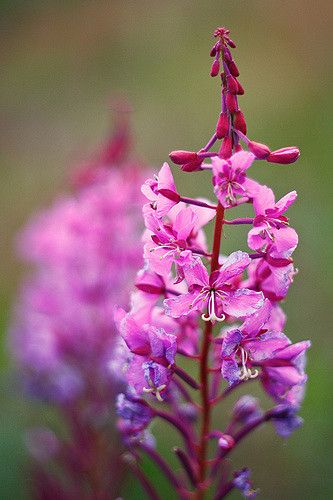 Fireweed Tattoo, Alaskan Flowers, Alaska Flowers, Alaska Wildflowers, Alaska Fireweed, Rosebay Willowherb, Tattoo Scar, Willow Herb, Rock Painting Supplies