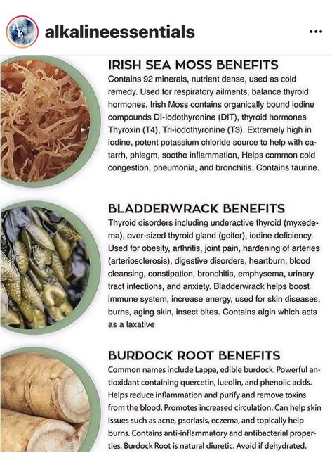 Bladderwrack Benefits, Burdock Root Benefits, Dr Sebi Alkaline Food, Burdock Root, Herbs For Health, Alkaline Foods, Eat Better, Cold Remedies, Sea Moss