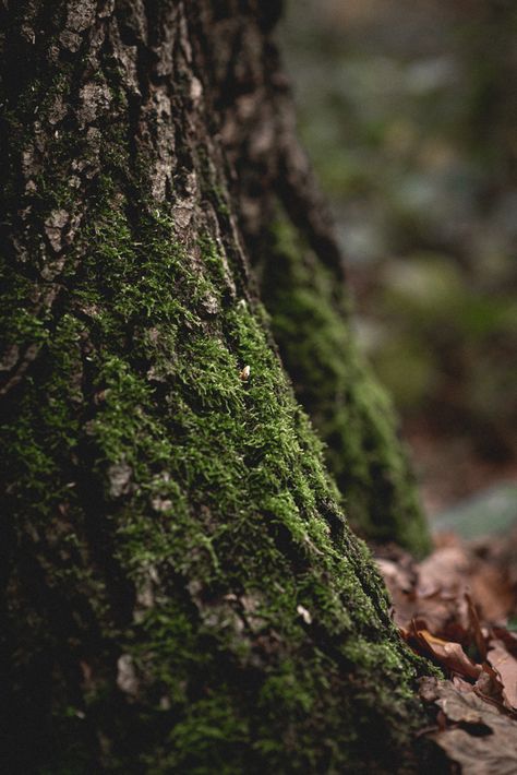 Mosscore nature aesthetic | forestcore Dark Naturalism, Emotional Photos, Forest Core, Moss Covered, Dark Green Aesthetic, Mystical Forest, Ends Of The Earth, Forest Creatures, Rural Life