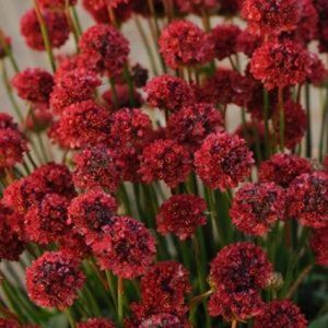 Ghost Weigela Overview Sea Thrift, Border Plants, Rose Rouge, Red Sea, Rock Garden, Garden Seeds, Organic Gardening, Turks And Caicos Islands, In The Garden