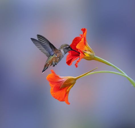 Congratulations to Denis Dessoliers for winning the recent Beautiful Bokeh Assignment with the image, “A Little Bird.” Hummingbirds Photography, Hummingbird Pictures, Hummingbird Painting, Hummingbird Art, Exotic Birds, Pretty Birds, Bird Photo, Colorful Birds, Little Birds